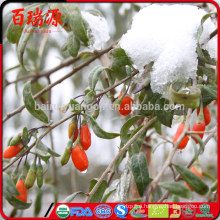 Dried wolfberries goji seeds for sale goji berries for weight loss